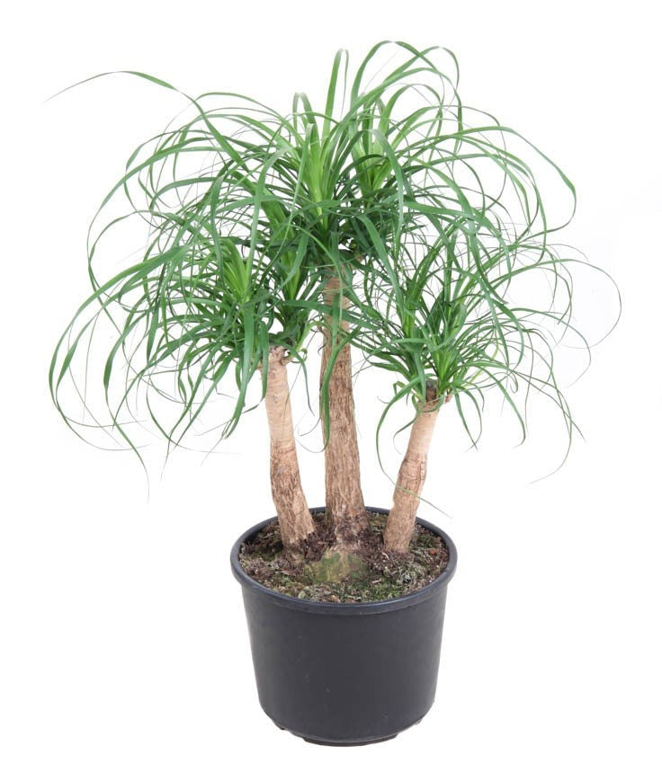 Beaucarnea vertakt Olifantspoot