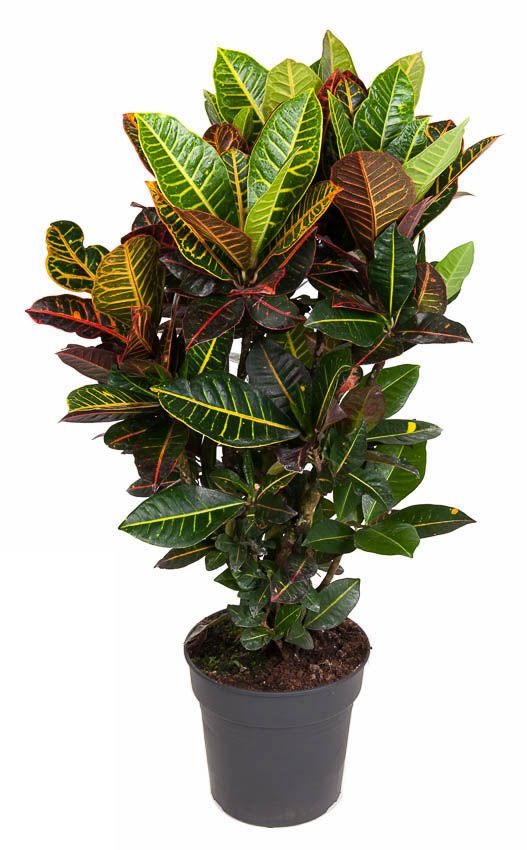 Codiaeum Petra vertakt