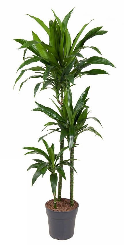 Dracaena Janet Craig