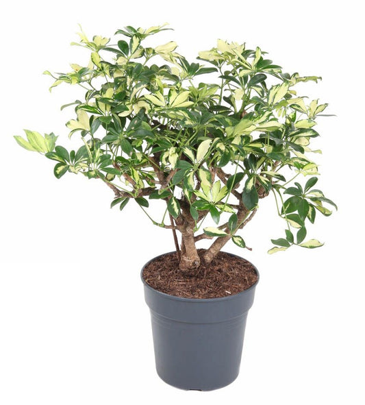 Schefflera Trinette
