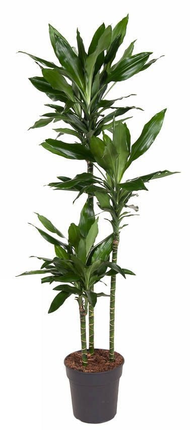 Dracaena Janet Lind
