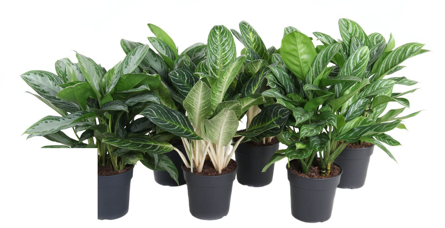 Aglaonema Mix