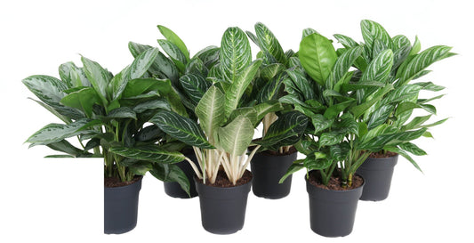 Aglaonema Mix