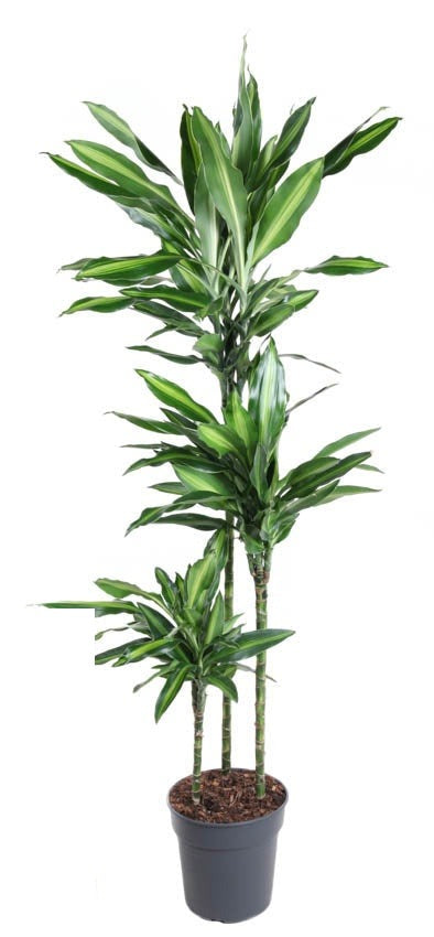 Dracaena Silindo