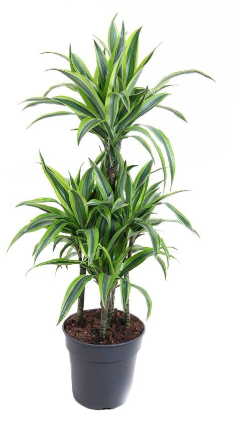 Dracaena Lemon Lime carrousel