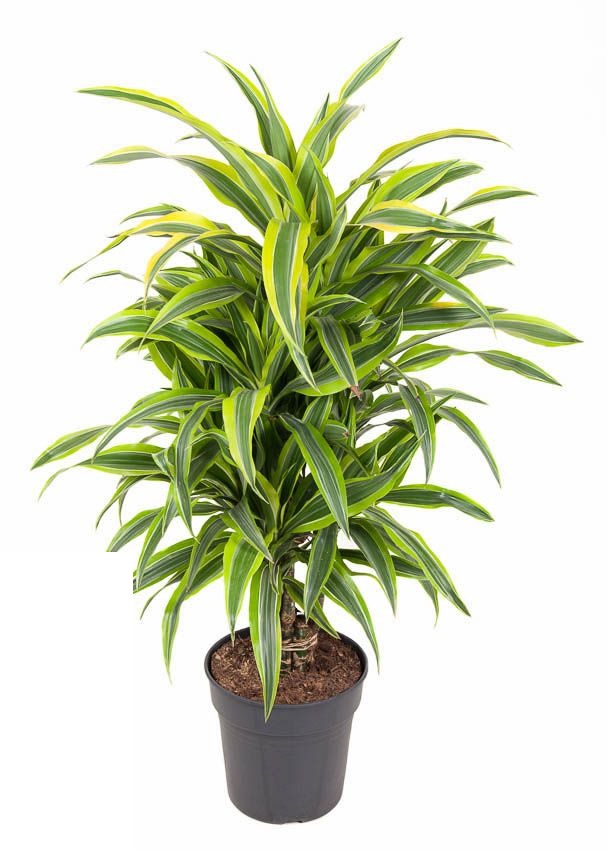 Dracaena Lemon Lime vertakt