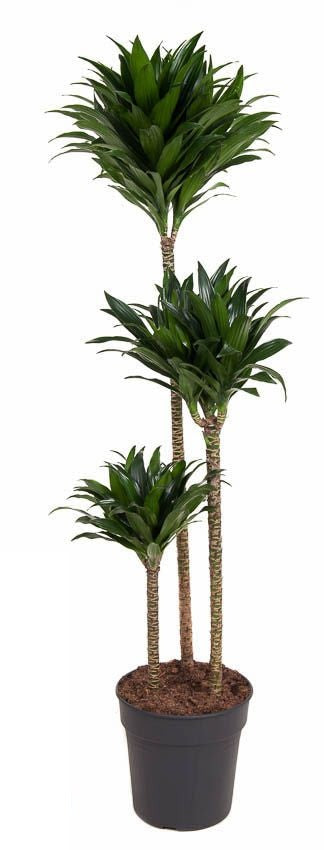 Dracaena Compacta