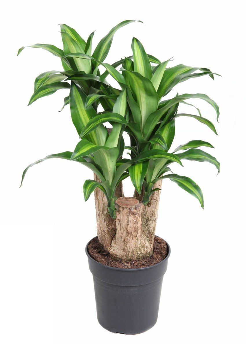 Dracaena Massangeana vertakt