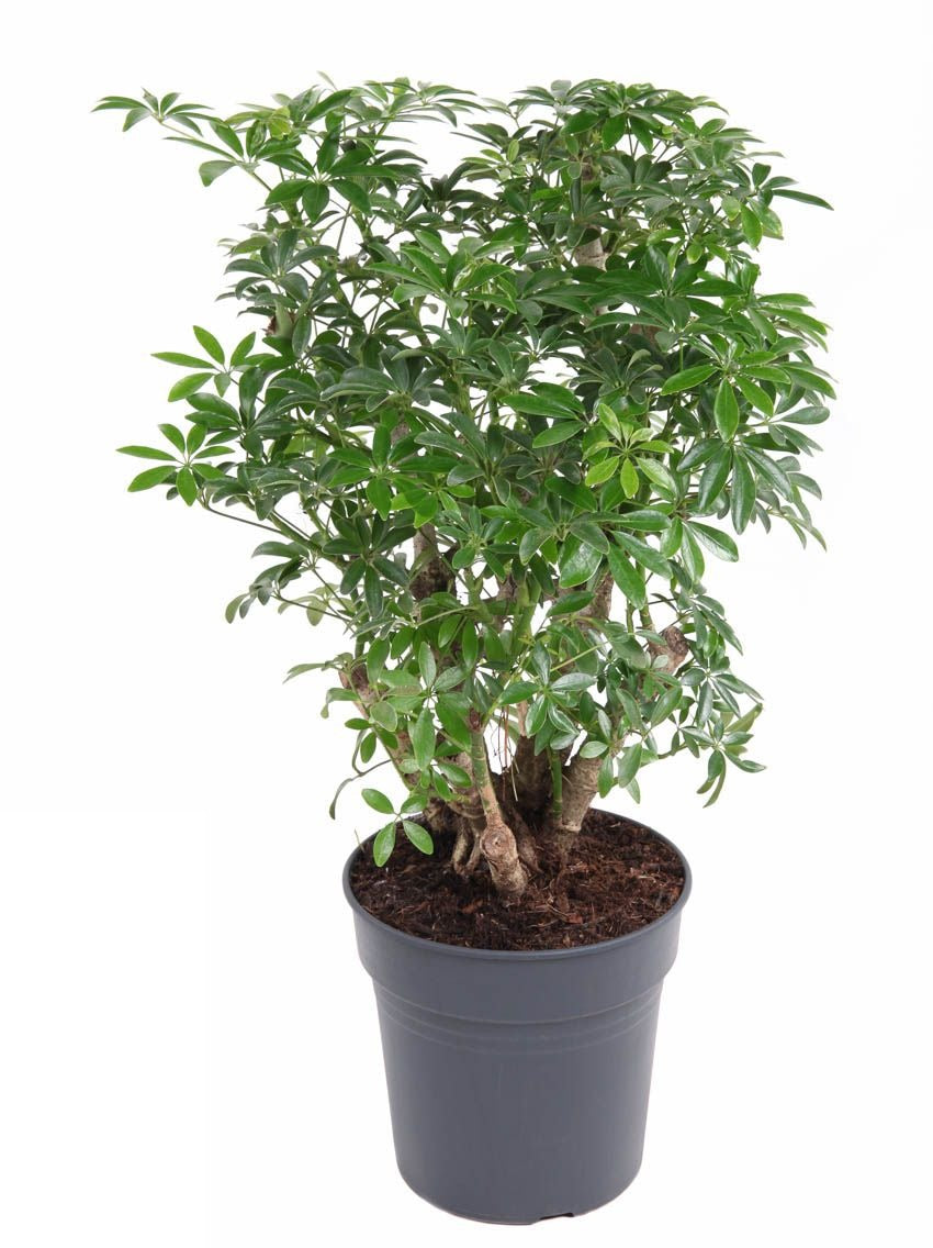 Schefflera Luseana