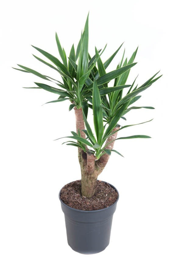 Yucca Puck vertakt Palmlelie