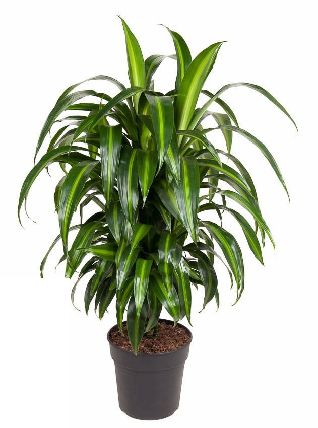 Dracaena Hawaiiana vertakt