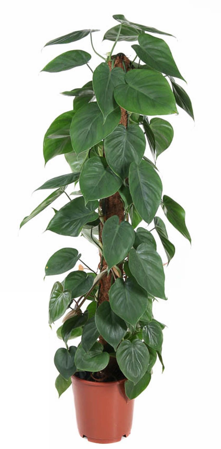 Philodendron Scandens kratiste