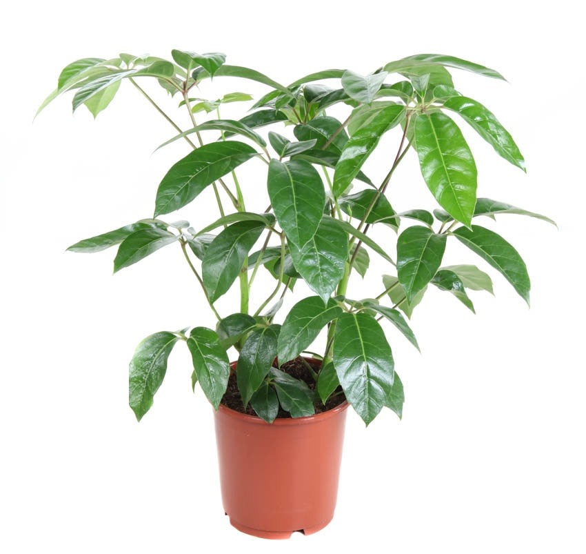 Schefflera Amata
