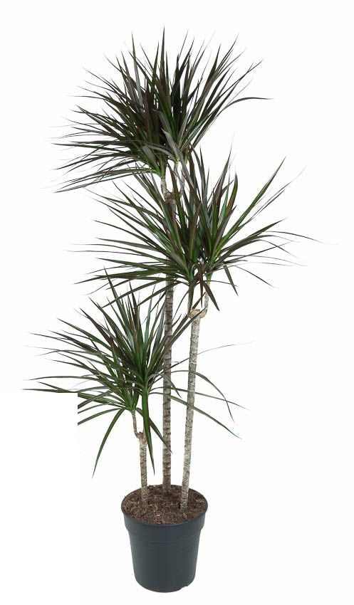 Dracaena Magenta