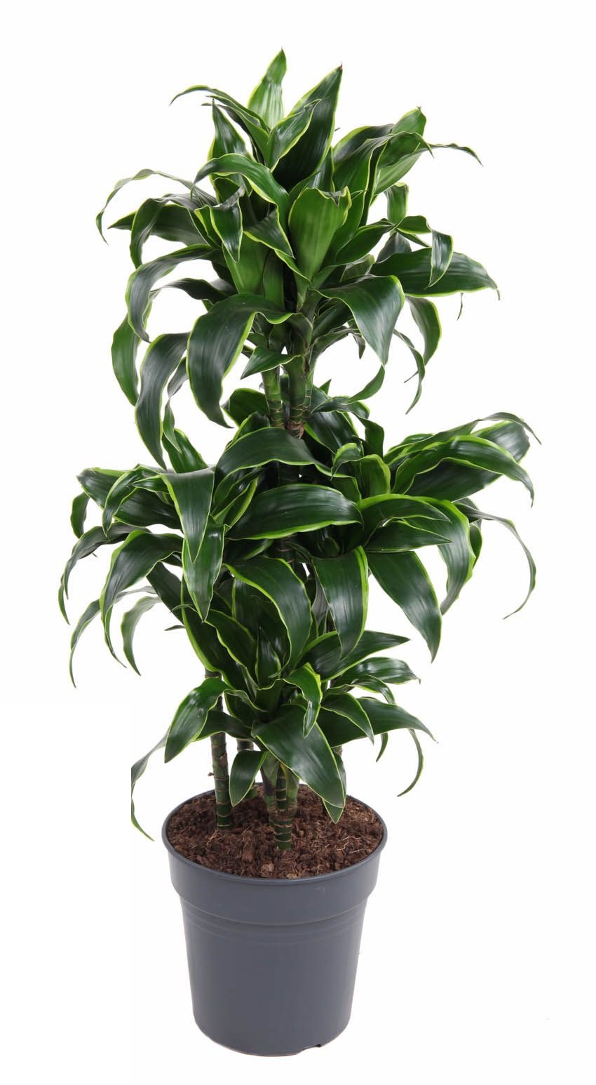 Dracaena Dorado carrousel