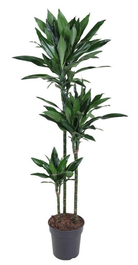 Dracaena Janet Lind Gold