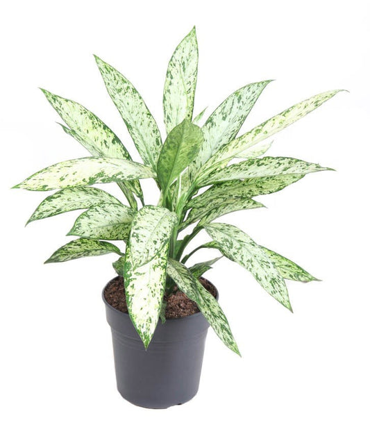 Dieffenbachia Vesuvius
