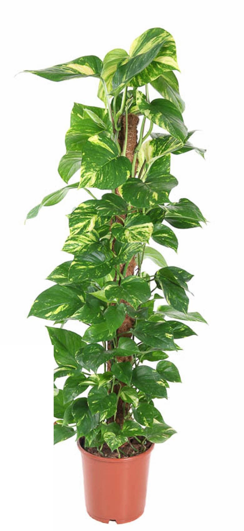 Epipremnum Pinnatum