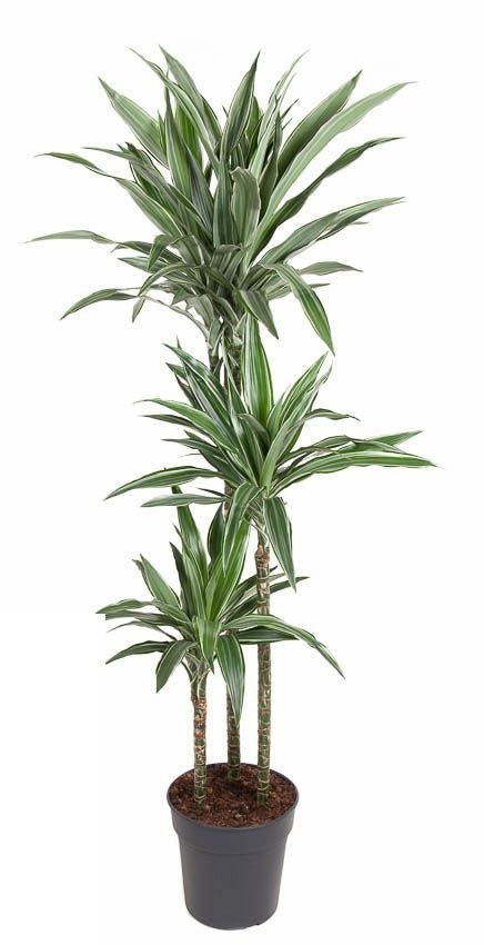 Dracaena Warneckei