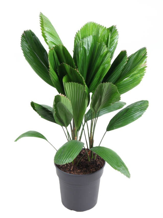 Licuala