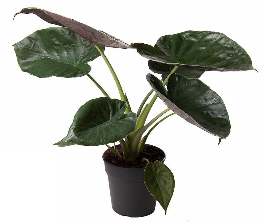 Alocasia Wentii
