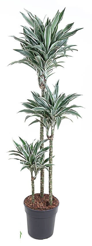 Dracaena White Jewel