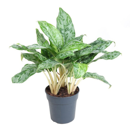 Aglaonema Peacock