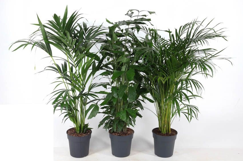 Palm Mix