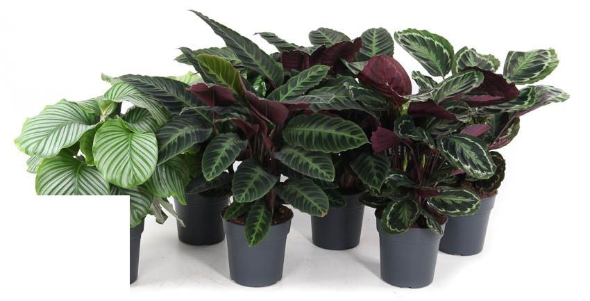 Calathea Mix