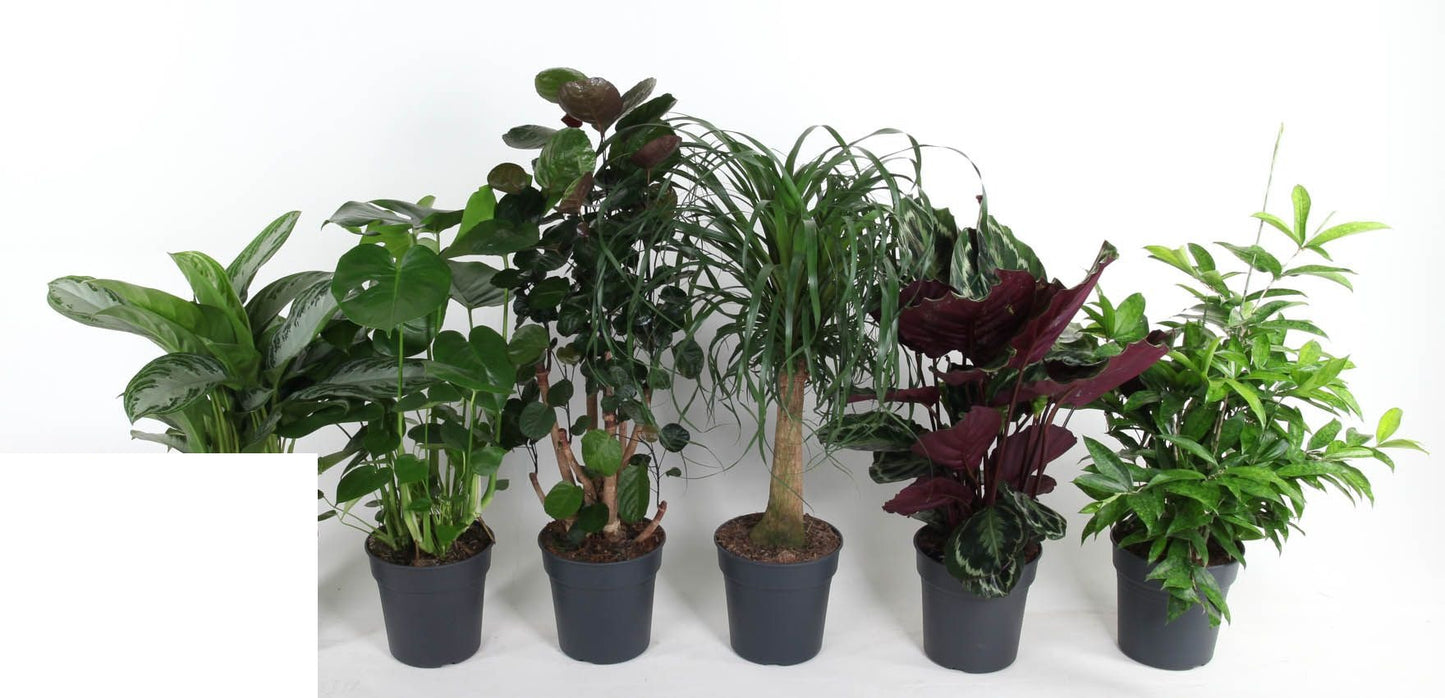 Kamerplanten Mix