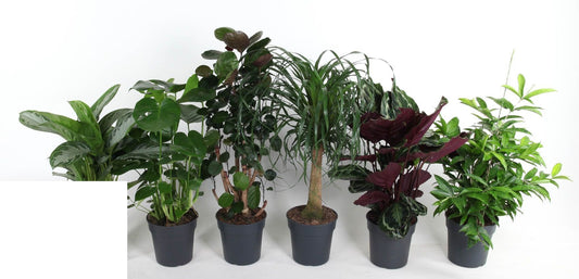 Kamerplanten Mix