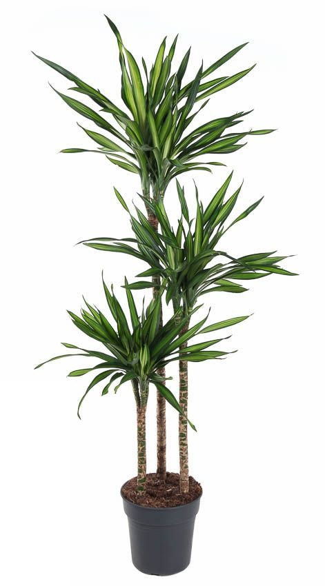 Dracaena Riki