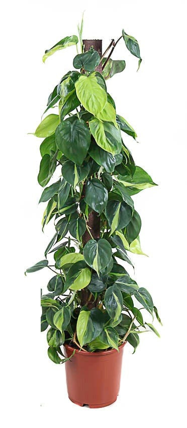 Philodendron Brasil kratiste