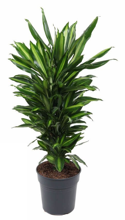 Dracaena Cintho vertakt