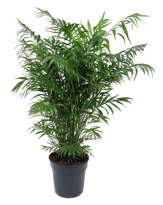 Chamaedorea Elegans Bergpalm