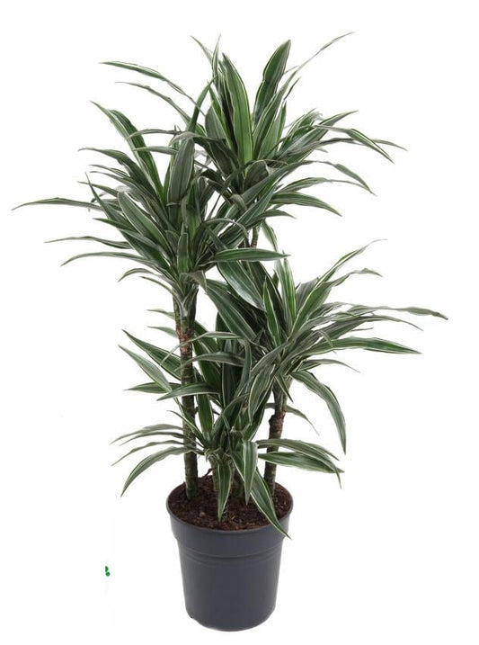 Dracaena Warneckei carrousel