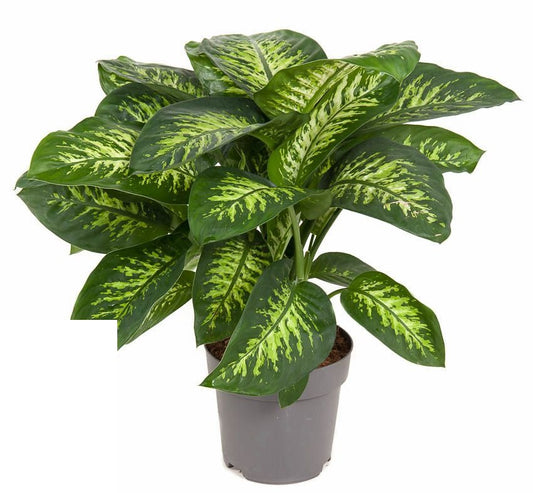 Dieffenbachia Reeva