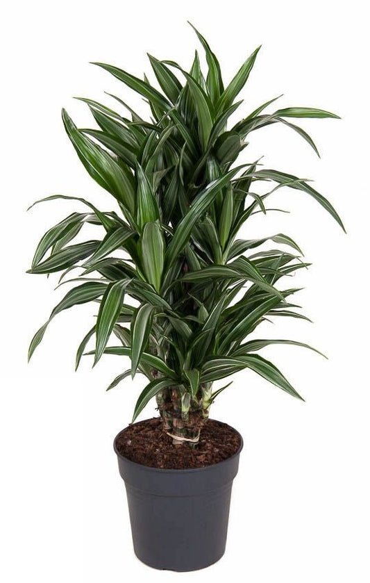 Dracaena Ulises vertakt