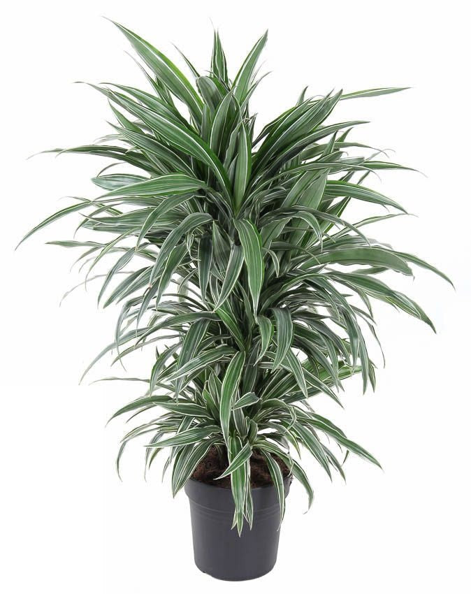 Dracaena Warneckei vertakt