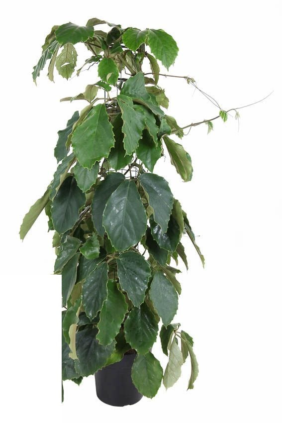 Tetrastigma voinierianum zuil