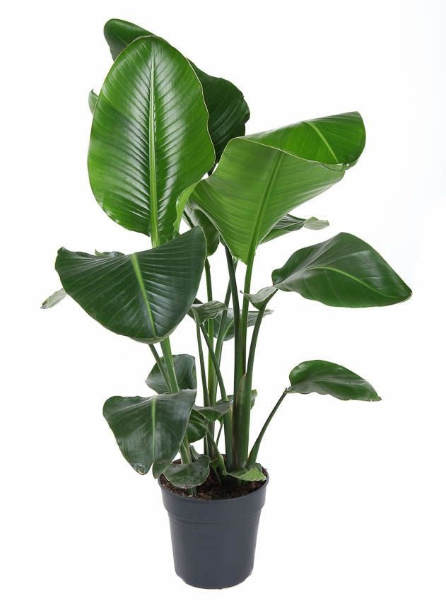 Strelitzia Nicolai