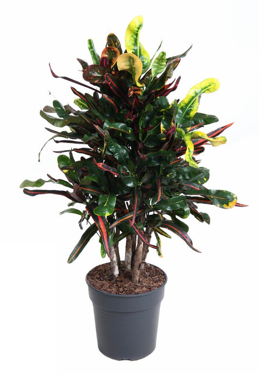 Codiaeum Mammi vertakt