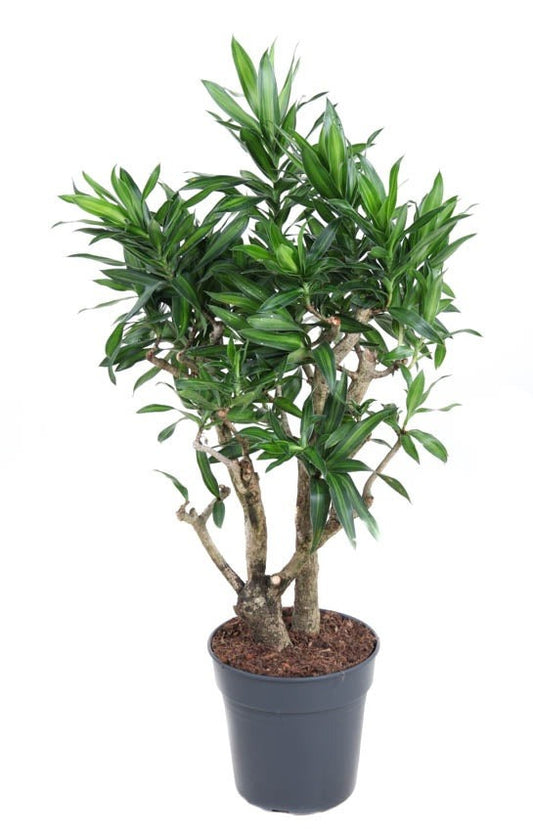Dracaena Song of Jamaica vertakt
