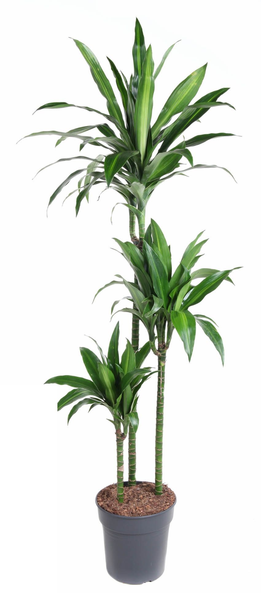 Dracaena Paloma