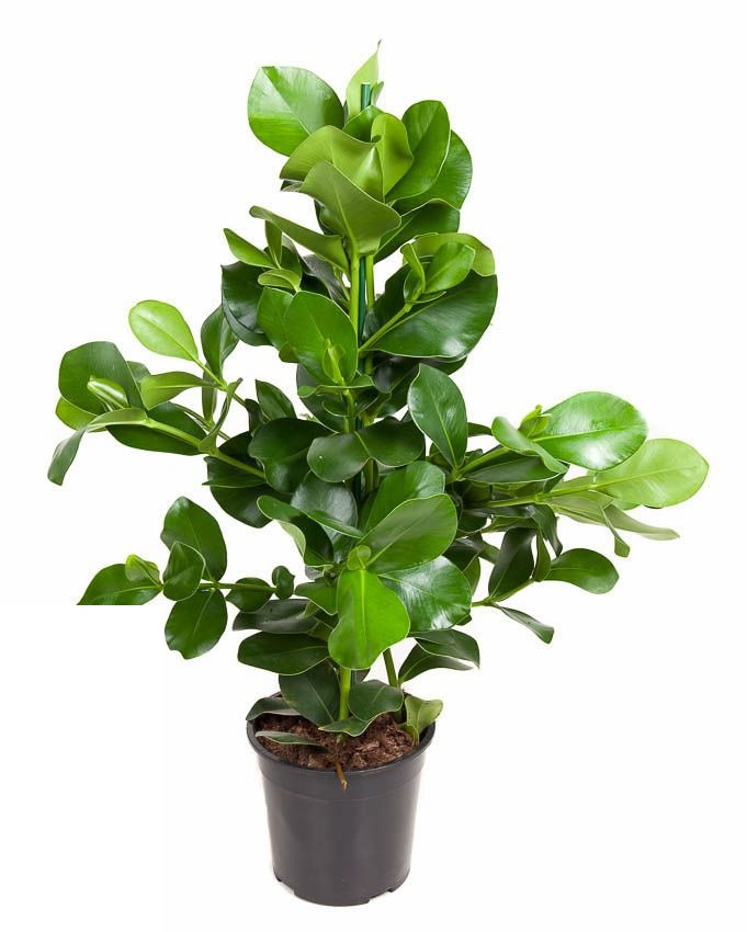 Clusia Rosea