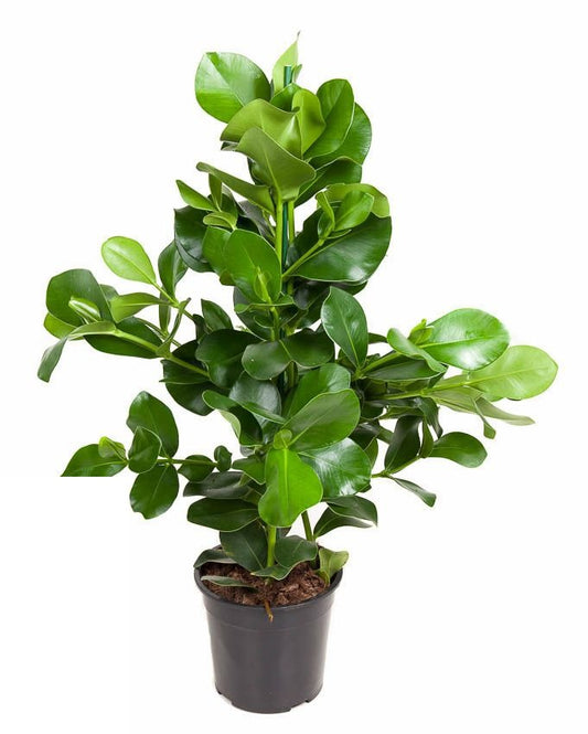 Clusia Rosea