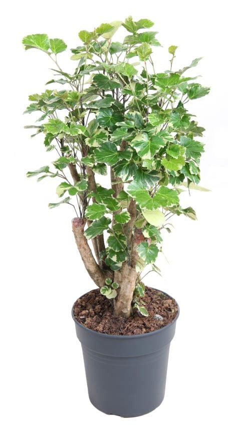 Polyscias Balfouriana vertakt