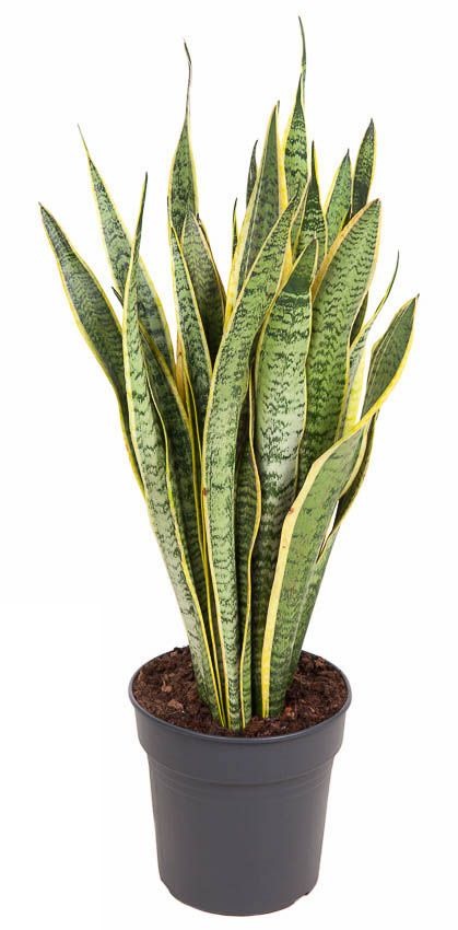 Sansevieria laurentii