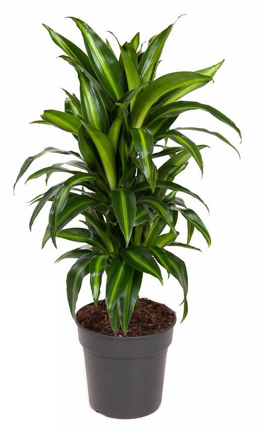 Dracaena Hawaiiana vertakt