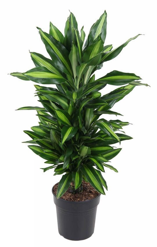 Dracaena Cintho vertakt